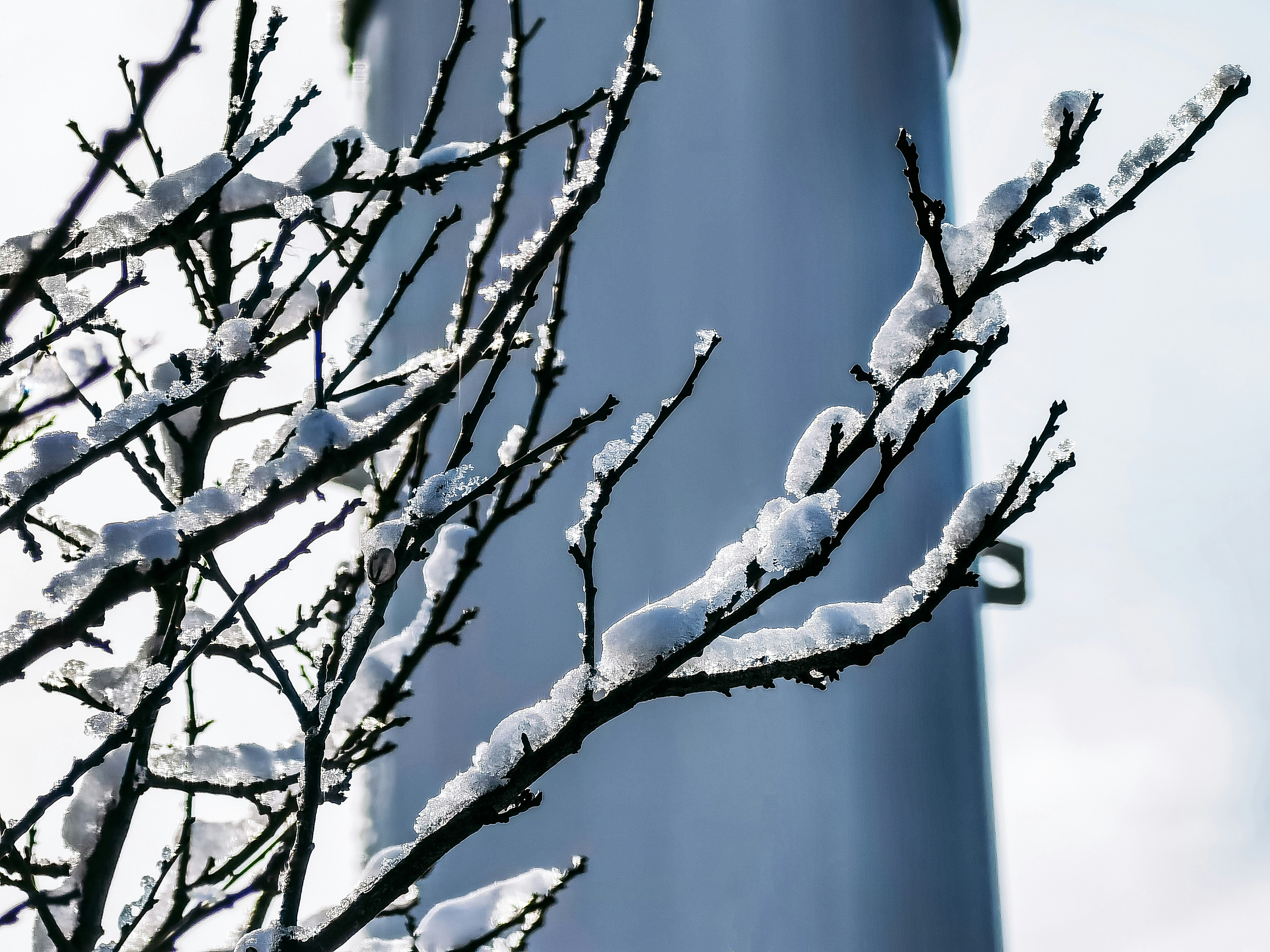 brown tree branch with snow